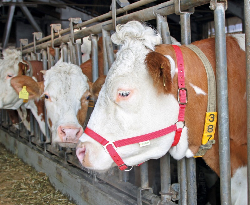Ανθεκτικό κόκκινο χαλινάρι με διπλή ρύθμιση στον αυχένα και το επιρρίνιο για τέλεια εφαρμογή